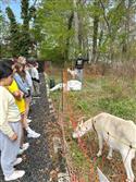 Goats_A-1